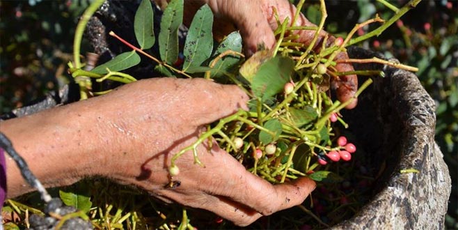 Manisa’dan Bursa’ya çitlembik
