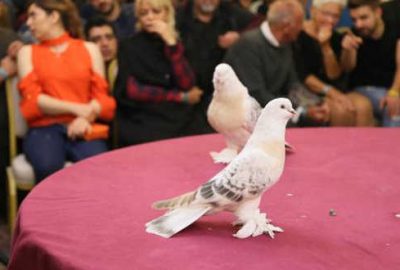 Daire fiyatına güvercin