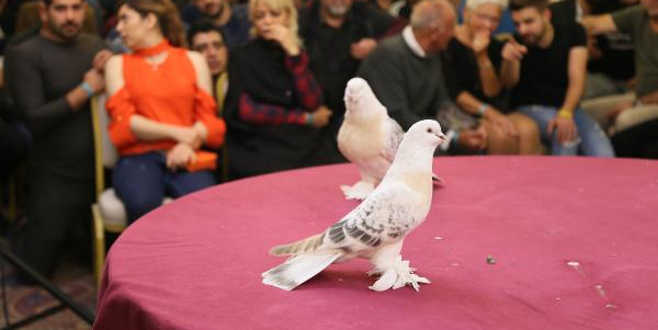 Daire fiyatına güvercin Daire fiyatına güvercin