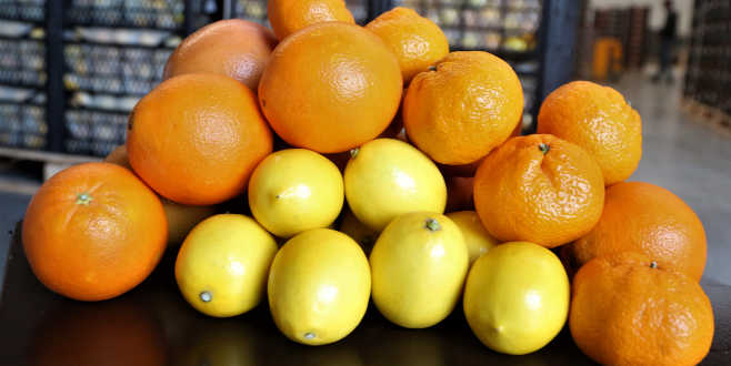 560 milyon dolarlık narenciye ihracatı