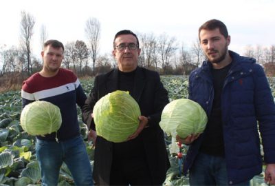 Lahana hasadı başladı