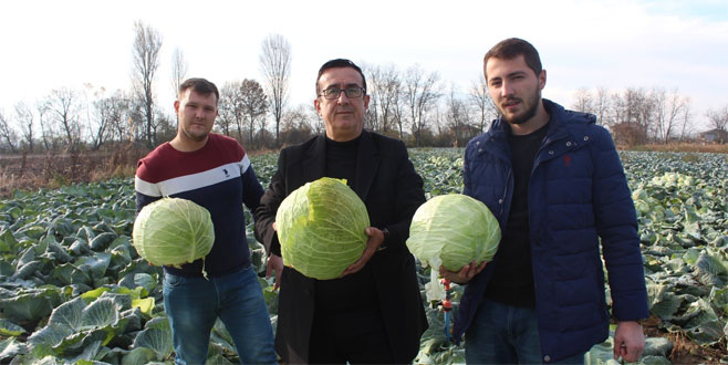 Lahana hasadı başladı