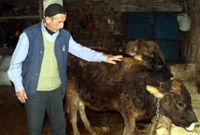 Yola çıkan ineğe trafik cezası kesilmişti… Açıklama geldi