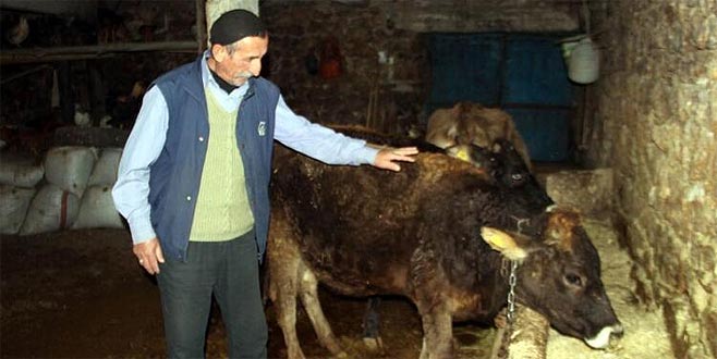 Yola çıkan ineğe trafik cezası kesilmişti… Açıklama geldi