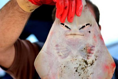 Balıkçıların yeni kabusu! Siyanürden bin 200 kat daha zehirli