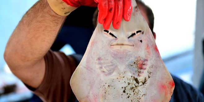 Balıkçıların yeni kabusu! Siyanürden bin 200 kat daha zehirli