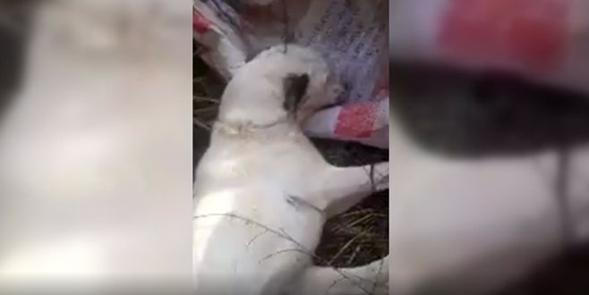 Avcılar buldu! Çuvala koyup ölüme terk etmişler