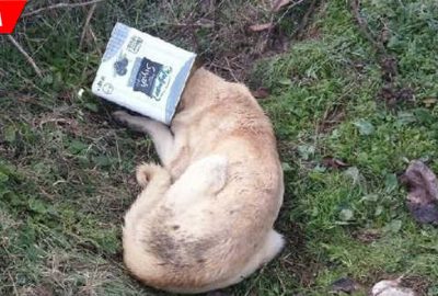 Başı tenekeye sıkışan köpek kurtarıldı