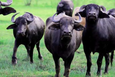 Manda sayısı 200 bine ulaştı