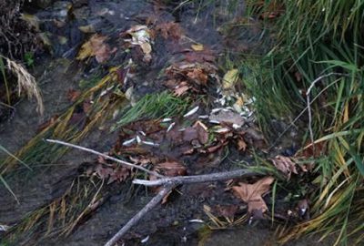 Balık ölümleri yaşanan derede inceleme