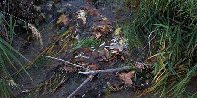 Balık ölümleri yaşanan derede inceleme