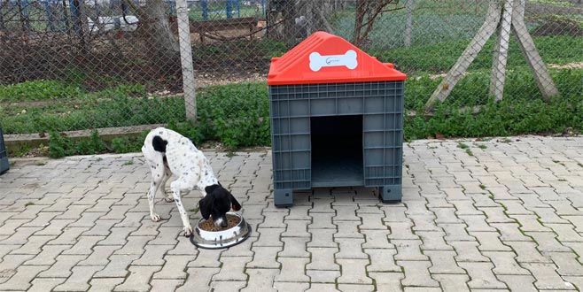 Plastik atıklar sevimli dostlara yuva oluyor