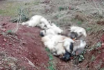 İnsanlıktan utandıran görüntü! Onlarca köpek ölüsü ve iskeleti bulundu