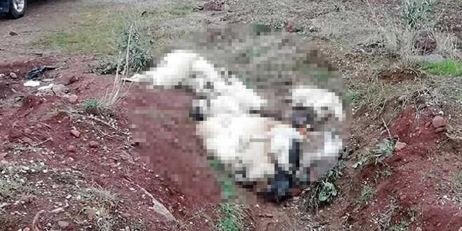 İnsanlıktan utandıran görüntü! Onlarca köpek ölüsü ve iskeleti bulundu