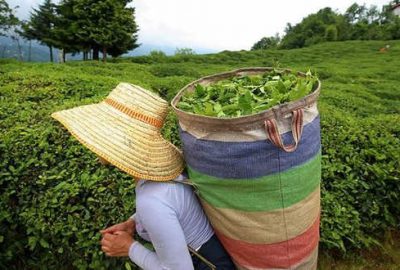 Çaydan 13,2 milyon dolar gelir