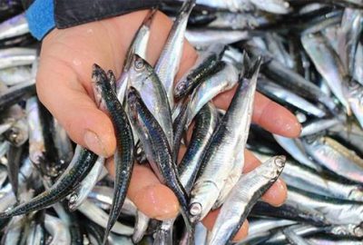 Hamsi 15 liradan satılıyor