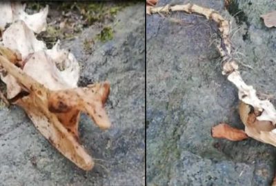 2 ayaklı hayvan iskeleti bulundu! 1,5 metre uzunluğunda…