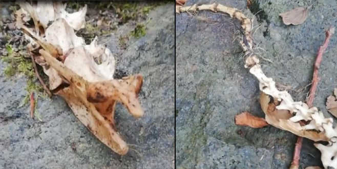 2 ayaklı hayvan iskeleti bulundu! 1,5 metre uzunluğunda…