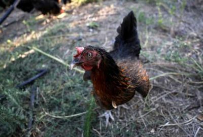 Ünlü kalp cerrahından dikkat çeken ‘tavuk’ açıklaması