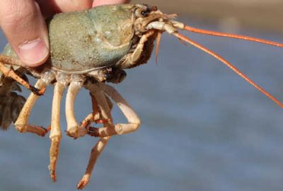 Van Gölü’nde yeni tehlike