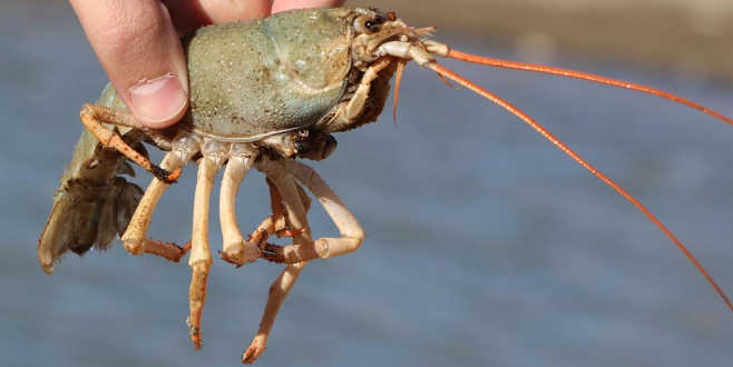 Van Gölü’nde yeni tehlike