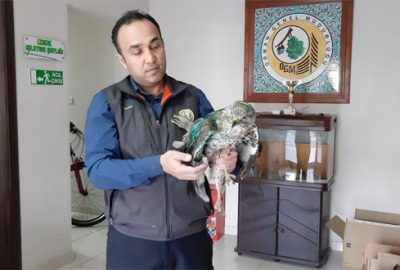 Yaralı şahinler koruma altında