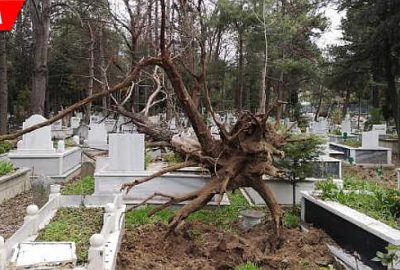 Lodos ağacı kökünden söktü