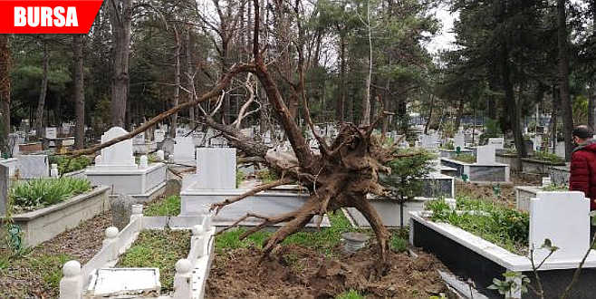 Lodos ağacı kökünden söktü