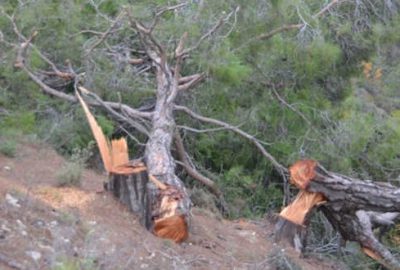 Mersin’de ağaç katliamına tutuklama