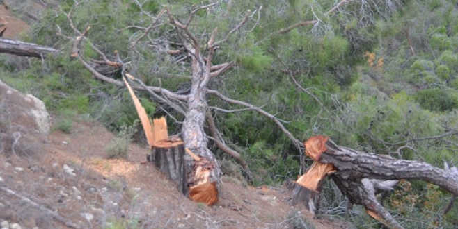 Mersin’de ağaç katliamına tutuklama
