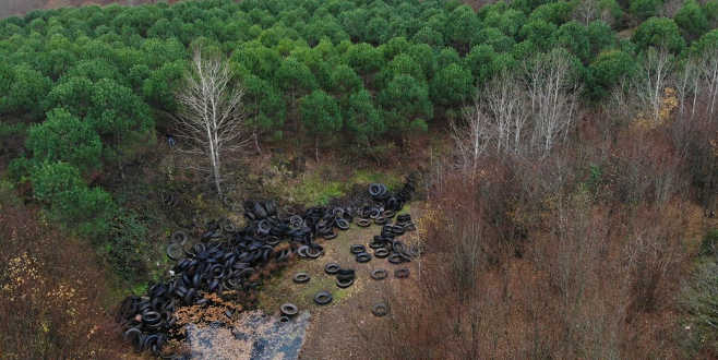 Ormanı lastik tarlasına çevirmişler!