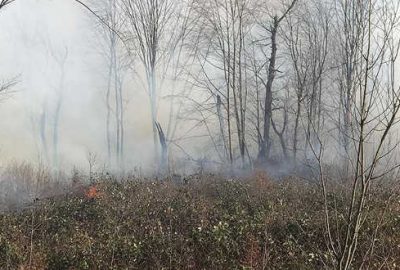 Trabzon’daki yangınlarla ilgili 7 kişi hakkında soruşturma