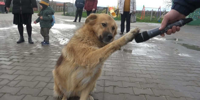 Hayvanseverlerden Mustafakemalpaşa’ya Tam Puan