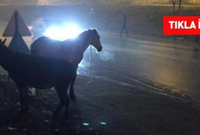 Trafiğin en işlek olduğu yerde başı boş atlar tehlike saçıyor!