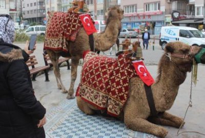Bursa sokaklarına develer indi