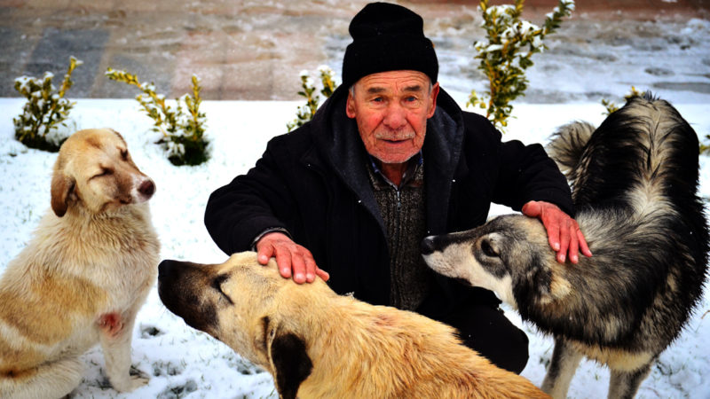 Sahipsiz köpeklere şefkatle bakıyor Konya'nın Sarayönü ilçesinde oturan 77 yaşındaki Eyüp Nizam, her gün