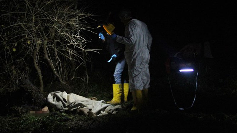 Sokak köpeklerinin saldırısı öldürdü