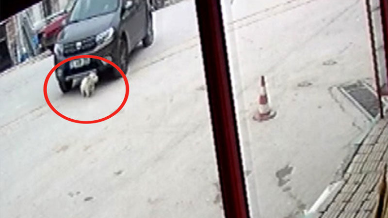 Bursa'nın Büyükorhan ilçesinde otomobiliyle bir köpeği ezerek ölümüne neden olan