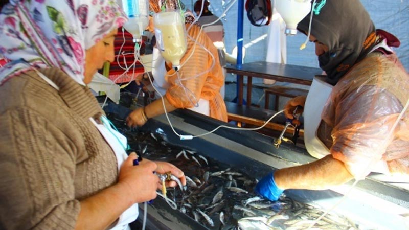 Bu da balık hastanesi, bu kadınların ne yaptığını duyunca çok şaşıracaksınız