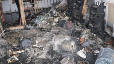 Çok acı görüntü! Çok sayıda hayvan telef oldu