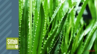 Şifali Bitki Aloe Vera
