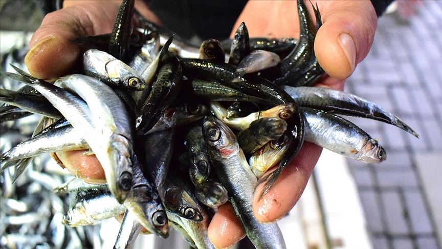 ‘Kulağına kar suyu kaçan hamsi’ tezgahta 10 lira