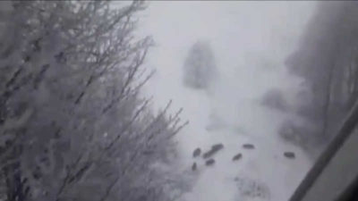 Manzarayı çekerken domuz sürüsüne denk geldi