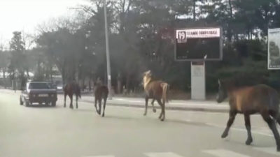 Otomobile bağladığı atları metrelerce koşturdu