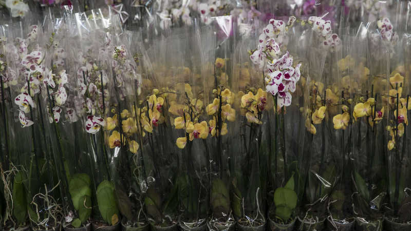 Çiçekçiler 14 Şubat’a hazır