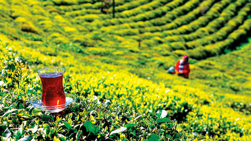 Türk çayı 15 milyon dolar kazandırdı