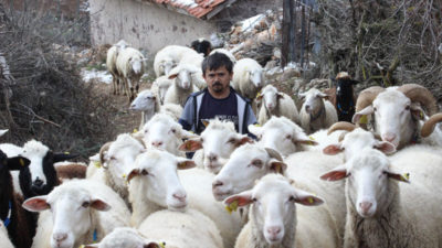 Bursa’da 80 cm’lik çoban
