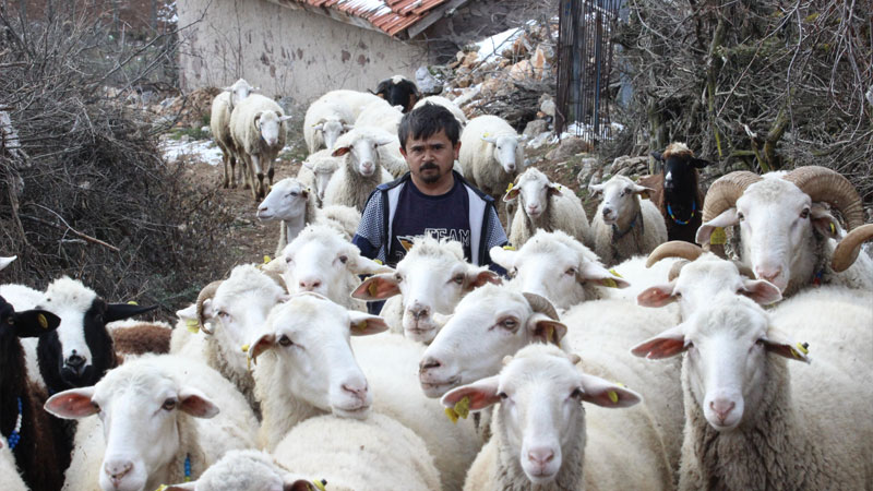 Bursa’da 80 cm’lik çoban