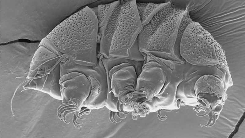 En dayanıklı canlısının zayıf noktası bulundu En dayanıklı canlısının zayıf noktası bulundu