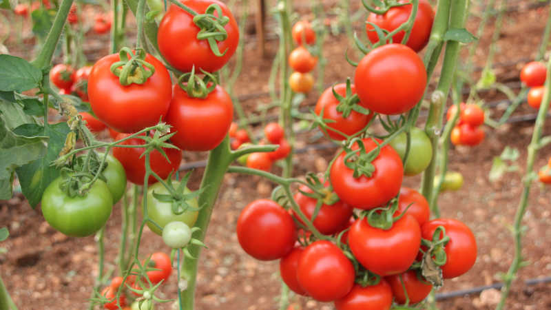 Domates üreticisi mutlu